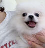 MAG金乳钙液体软胶囊（犬用）0.7g粒x6粒 实拍图