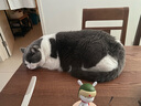 冠能猫粮成猫猫粮鸡肉味2.5kg 雀巢全价猫粮 稳固免疫 实拍图