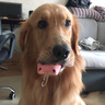 皇家皇家狗粮 成犬狗粮 犬粮 通用犬型 CC 通用粮 ≥12月 8KG 实拍图