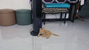 雷米高（RAMICAL）澳丽得 海洋鱼味猫粮海洋鱼味成猫幼猫粮猫粮 10kg 20斤 实拍图