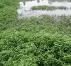 除i草剂烂根除杂草三年不长草伤菜苗烂根死树灌木一扫光专用肥料 【杂草全除】 100ml 1瓶 实拍图