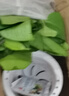 绿有意绿植盆栽多肉花卉盆栽植物室内桌面水培绿植办公室客厅植物懒人 绿萝（遇水即活） 实拍图