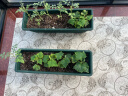 德沃多肥料植物营养土30L通用养花土种菜有机土壤果蔬花卉盆栽种植土椰糠土 实拍图