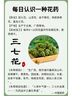 弘礼堂 养生茶三七花茶 云南文山田七花茶 100g 节日送长辈父母滋补品 实拍图