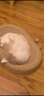 涴喵 布偶猫活体幼猫宠物猫咪活体海双蓝双山猫布偶蓝眼睛长毛仙女猫 宠物级 蓝双布偶猫 实拍图