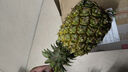 京鲜生 徐闻香水菠萝 净重3斤 单果650g+ 2粒 生鲜水果源头直发 实拍图