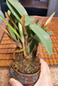 艾莹七彩香水石斛兰花四季开花好养绿植浓香型石斛室内植物花卉盆栽 12-15苗七彩石斛当年开花 苔藓球配底托 实拍图