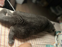 憨憨乐园猫绳牵引绳项圈防挣脱猫咪外出溜遛猫绳链子兔宠物胸背带项圈蓝M 实拍图