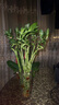 沭之美转运竹水培植物绿植花卉 转运竹高约50cm10支不含瓶 源头直发 实拍图