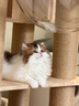有朵猫Osti有朵猫大型全实木猫爬架木质猫窝猫树一体缅因布偶 泡泡糖（实木柱）180*65*50cm 实拍图