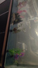 贝意品仿真水草鱼缸造景套装水族箱布景装饰摆件假植塑料假水草鱼缸装饰 仿真水草20cm随机混合5款 晒单实拍图
