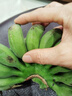 曜果广西香蕉 小米蕉   新鲜水果 生鲜 生果 小米蕉是小的 小米蕉 9斤 （青蕉需催熟后食用） 实拍图