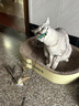 柒哦CFA赛级逗猫棒猫咪玩具小飞虫羽毛替换头耐抓咬幼猫用品自嗨解闷 逗猫棒+小飞虫替换头*3 实拍图