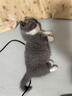 涴喵 苏氏纯种英短幼猫短毛猫大脸猫宠物猫咪活体辅助喂养 宠物级 【蓝白】 实拍图