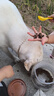 麦富迪狗粮 无谷牛肉双拼粮15kg 成犬中大型犬金毛拉布拉多 实拍图