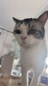 【多件優惠咨询客服】球球石淋通猫咪狗狗尿道炎膀胱结石尿路感染尿血排尿困难排石林通 猫专用一盒24片/盒 实拍图