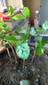 茉莉花苗盆栽带花苞九里香老桩花卉植物室内浓香四季开花好养 大份茉莉花【4-6颗】花苞饱满 实拍图