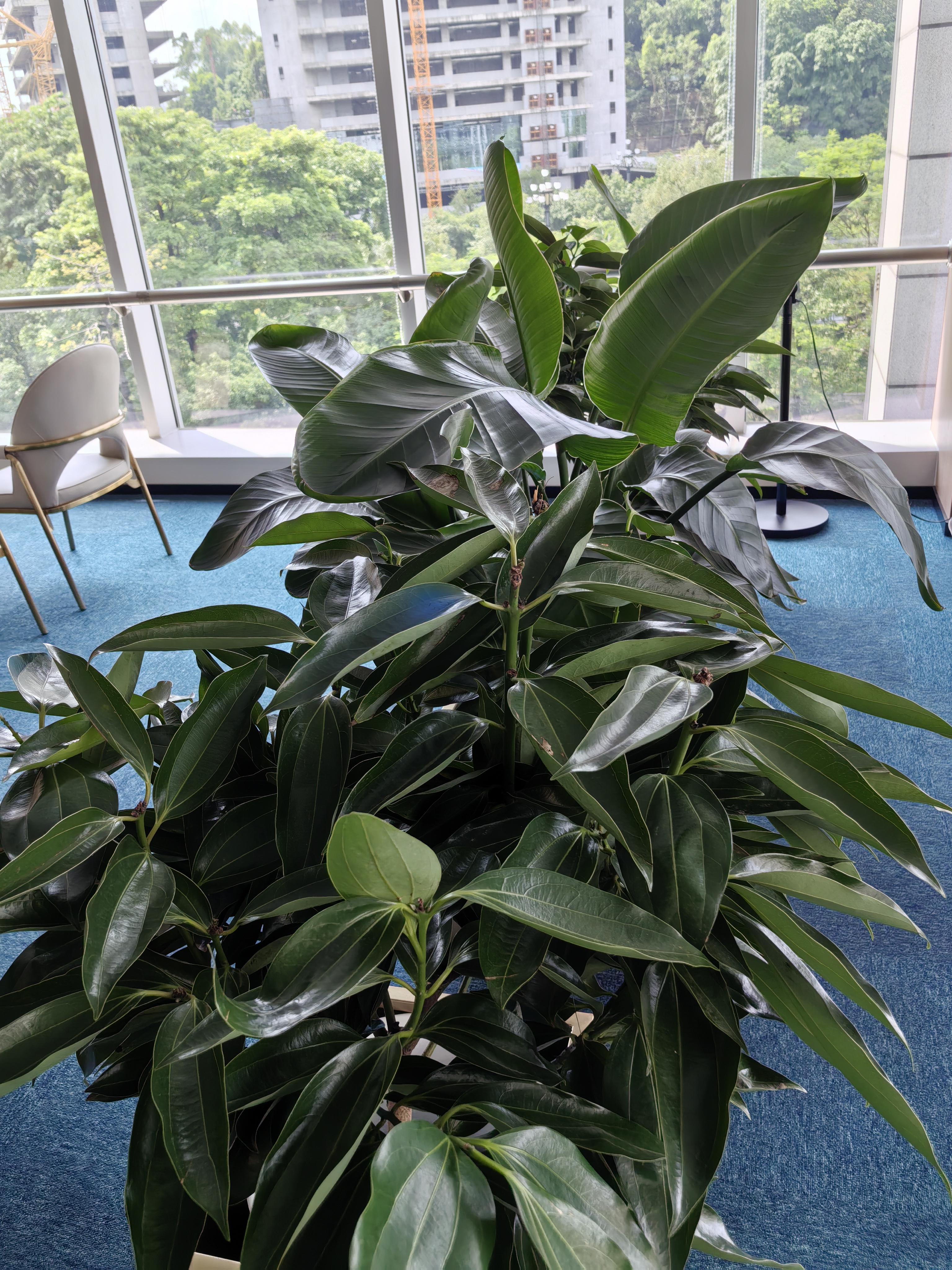 叹为观止大型植物发财树各种大颗盆栽开业乔迁客厅办公室内好养大型花卉 平安树1.2-1.4米 不含盆 实拍图