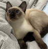 皇家成猫猫粮 营养均衡 F32 通用粮 1-7岁 4.5KG 实拍图