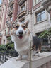 麦富迪 狗粮 藻趣儿通用全价犬粮小中大型犬泰迪柯基金毛拉布拉多 成犬粮 15kg 实拍图