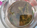 贡苑茉莉花茶150g 广西横县茉莉飘雪新花草茶浓香实惠散装茶叶自己喝 实拍图