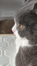 怡亲猫粮全价全阶段鲜肉猫粮高适口性增肥长肉双拼猫粮5kg 实拍图