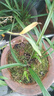 花大师青苔水苔蝴蝶兰专用土干苔藓兰花营养土植料盆栽铺面天然种植透气 特优青苔2斤 同品质 散开60升 晒单实拍图