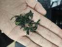贡苑2025新茶头采六安瓜片特级200g高端绿茶安徽茶叶礼盒节日礼品送礼 实拍图