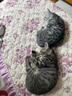 醇粹黑标猫粮纯享版 全价无谷猫粮成猫幼猫 双效益生菌通用猫主粮10斤 实拍图