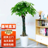 叹为观止大型植物发财树各种大颗盆栽开业乔迁客厅办公室内好养大型花卉 辫子发财树【1.7-1.8米】 含盆 实拍图
