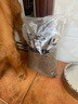 麦富迪狗粮藻趣儿15kg 成犬中大型小型犬通用牛肉螺旋藻 金毛泰迪柯基 实拍图