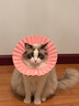 智宙 高档伊丽莎白圈猫咪宠物头套防舔脖圈防咬绝育狗狗软耻辱圈布偶 伊丽莎粉+白圈【大码】8~16斤 实拍图
