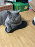 网易严选猫罐头主食罐全价无谷湿粮发腮增肥主食罐 三文鱼味85g*6罐 实拍图
