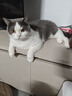卫仕猫多维240片定制猫用复合维生素片维生素b美毛宠物营养猫咪维生素 实拍图