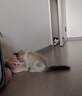 涴喵 布偶猫活体幼猫宠物猫咪活体海双蓝双山猫布偶蓝眼睛长毛仙女猫 宠物级 海双布偶猫 实拍图