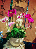 Only you【两小时达】蝴蝶兰带花苞花剑花盆真花兰花盆栽开业乔迁佛堂供花 8株紫色（瓷盆随机） 实拍图