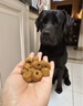 皇家狗粮 拉布拉多成犬狗粮 犬粮 宠物大型犬 LR30 全价犬粮≥15月3KG 实拍图