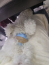 HONEYCARE好命家 狗狗纸尿裤公狗尿不湿安全裤XS适用体重2-5kg/12片3包装  实拍图