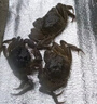 【活蟹】湖鲜阳澄 大闸蟹 去绳足重 2.0-2.3两 8只 鲜活六月黄现货超大螃蟹海鲜礼盒装 实拍图