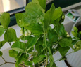 重瓣茉莉花盆栽浓香型南方四季开花带盆驱蚊绿植花卉室内阳台庭院 茉莉5~6棵带花苞发货【不含盆】 实拍图