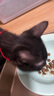 素力高（SolidGold）进口高蛋白金装金素鸡长肉营养成猫幼猫全价猫粮3磅/1.36kg 实拍图