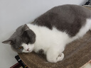 自然光环HALO美国进口纯鲜肉健美体态成猫粮 鸡肉味10磅/4.54kg 实拍图