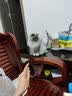 牧灵CFA赛级逗猫棒猫咪玩具自嗨解闷逗猫棒羽毛铃铛替换头小宠物用品 CFA赛级逗猫棒+橘色羽毛 实拍图