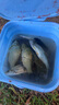 龙王恨鱼饵蓝鲫X5腥香综合通杀钓鱼饵料湖库黑坑野钓鲫鲤草青鳊鱼食鱼饵 实拍图