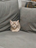 小佩智能自动猫砂盆全自动猫厕所MAX2 电动铲屎机 开放式一键换砂隔臭 实拍图