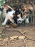 素力高（SolidGold）进口高蛋白金装金素鸡长肉营养成猫幼猫猫粮12磅/5.44kg 实拍图