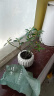八芽小叶栀子花盆栽开花植物室内桌面茶几好养花卉绿植办公室净化空气 小叶栀子花-陶瓷竖纹盆 带盆栽好 实拍图