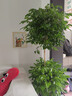 爱优尚幸福树盆栽客厅室内大型绿植办公室乔迁新家绿宝净化空气源头直发 实拍图
