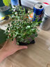 开时果 小叶赤楠盆景摆件 办公室桌面绿植花卉好养盆栽植物源头直发包邮 【热销款】舍得紫砂盆+黑石+底座 实拍图