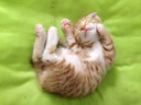 皇家皇家成猫猫粮 肠道舒适 EP42通用粮12月以上10KG 实拍图